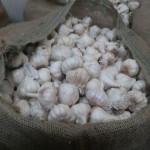 Garlic