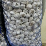 Garlic
