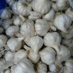 Garlic