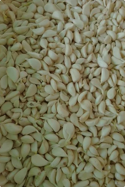 Garlic Clove