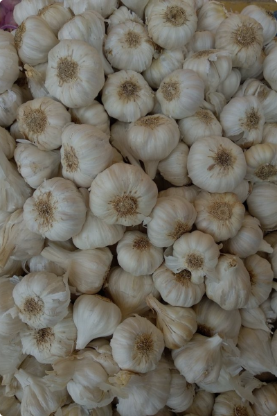 Garlic