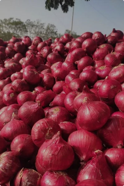 Onion