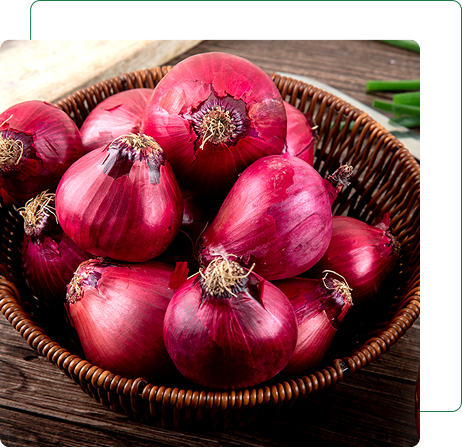Onion