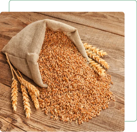 Wheat