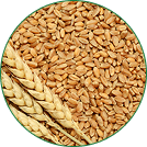Wheat