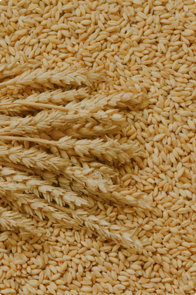 Wheat