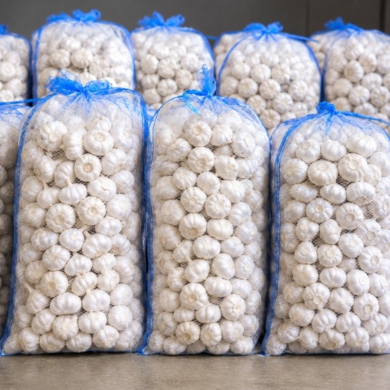garlic